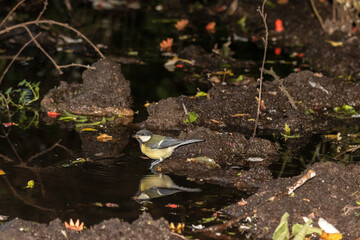 Un pasito más. Carbonero común (Parus major) © FranciscoJose