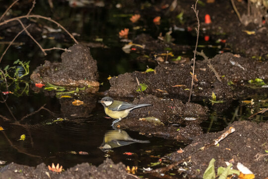 Un pasito m&aacute;s. Carbonero com&uacute;n (Parus major)