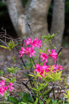 Bright pink azalea flowers blooming in garden. Close up of pink rhododendron blossoms on branches in Ornamental Gardens in Ottawa, Canada.