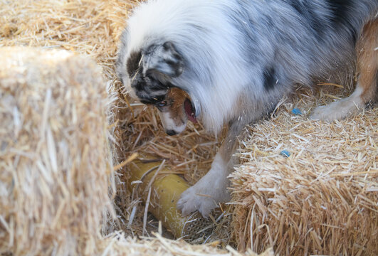 Australian shepherd finding a tube with a rat in it