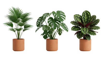 Fototapeta premium Clean studio composition illustrating three tropical leaves terracotta clearly