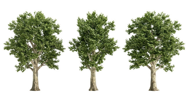 Close-up perspective featuring three sycamore tree models with clear details