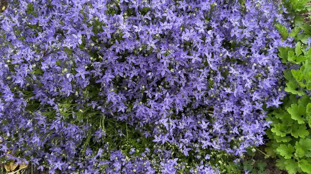 Purple bellflower blooms carpeting garden bed