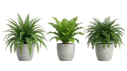 Fototapeta premium Macro composition of three ferns in concrete pots designed for modern projects