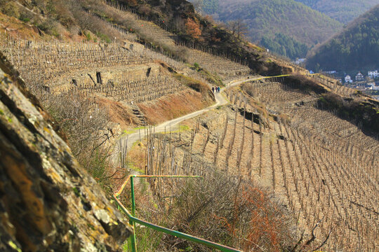 Weinberge an einem steilen Hang im fr&uuml;hen Fr&uuml;hjahr, schmaler Wanderweg mit Personen in einer H&uuml;gellandschaft mit Rebst&ouml;cken