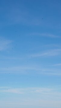 Vertical shot capturing many small swift birds flying dynamically and catching insects in the evening sky. This clip highlights wildlife hunting and bird motion.