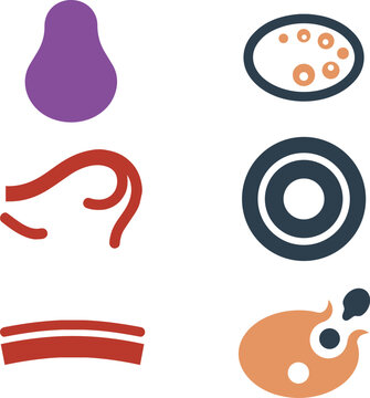 Reproductive System Uterus Ovary Fallopian Cervix Endometrium Follicle