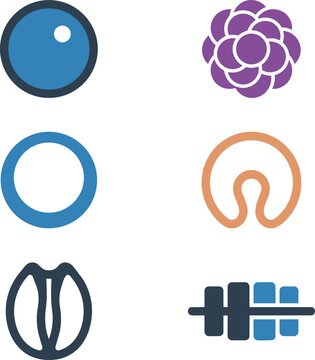 Embryology Stages Zygote Morula Blastula Gastrula Neurula Somite