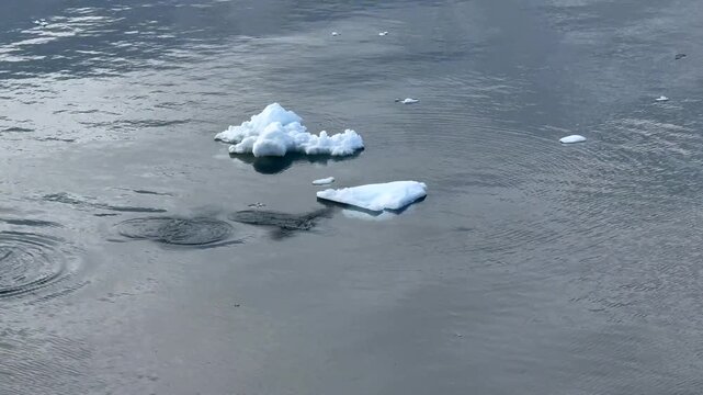 Gentoo Penguins Porpoising Across Icy Antarctic Sea Among Ice Floes, Antarctica