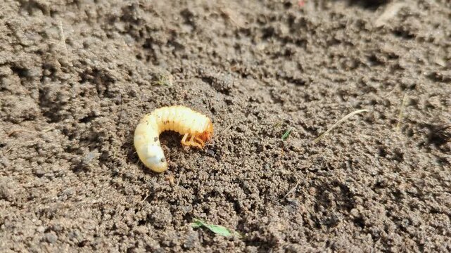 Close-up of May beetle larva (grub) on brown garden soil. Perfect for agriculture, gardening, pest control and soil ecology concepts