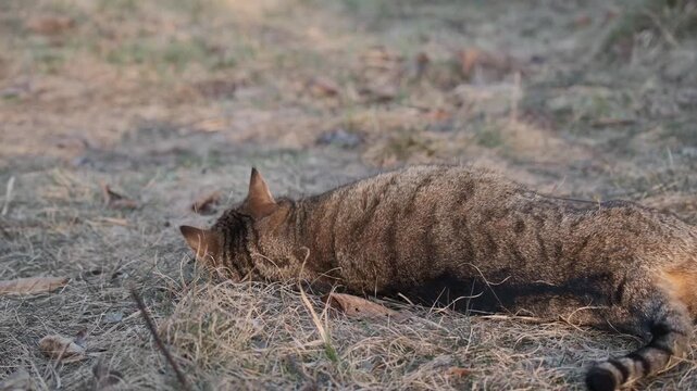 Cat enjoying grass at sunset
