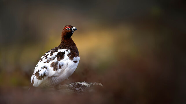 A detailed close-up portrait of a Willow Ptarmigan Lagopus lagopus.