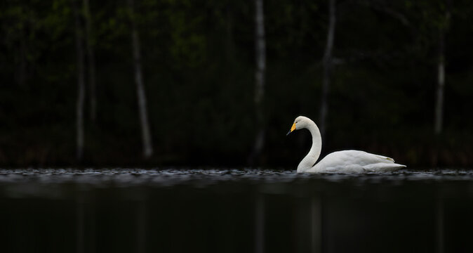 Whooper Swan Cygnus cygnus swimming on a dark lake in Finland, low key moody atmosphere.