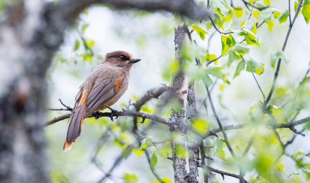 Siberian Jay Perisoreus infaustus perched on a birch branch in the boreal forest of Scandinavia, Finland.