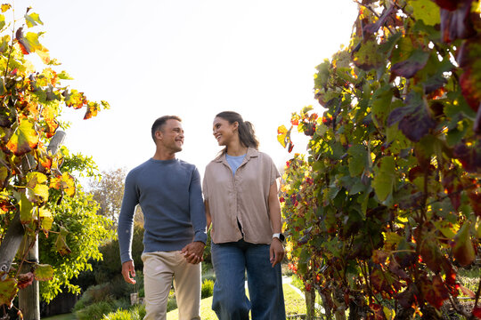 Diverse couple holding hands while walking in vineyard between vines with fall leaves, smartwatch