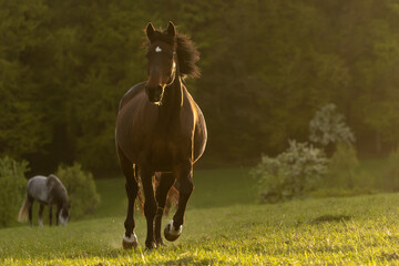Braunes Warmblut im Gegenlicht © Nadine Haase