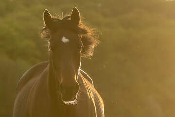 Braunes Warmblut im Gegenlicht © Nadine Haase