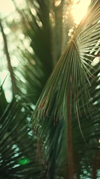 Golden sunset light shining through green coconut palm leaves, beautiful tropical sun flare background, vertical view of palm frond branch in evening beach resort, summer holiday vacation, wellness