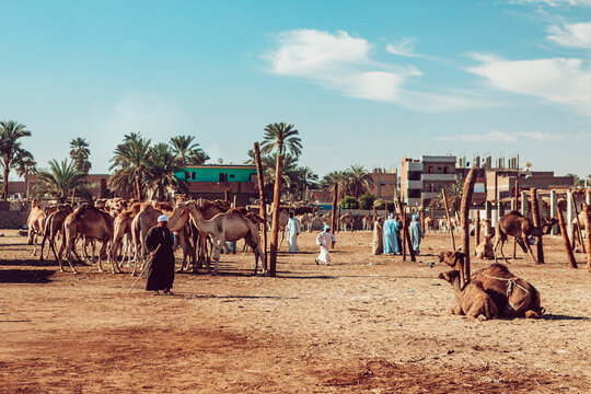 Edfu, Egypt - 01 March 2020: View of a bustling camel market with traders in traditional galabeya robes tending to herds of camels under a clear blue sky with palm trees.