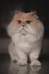 persian cat portrait © Lucas