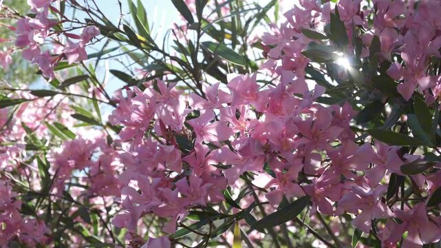 footage of colourful pink oleander bush gently moved by breeze on a bright sunny day with sun burst, nature, environment, gardening