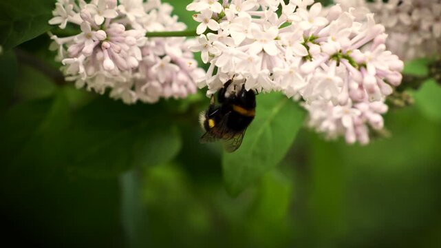 A bumblebee collects nectar on a lilac branch. An insect in nature.