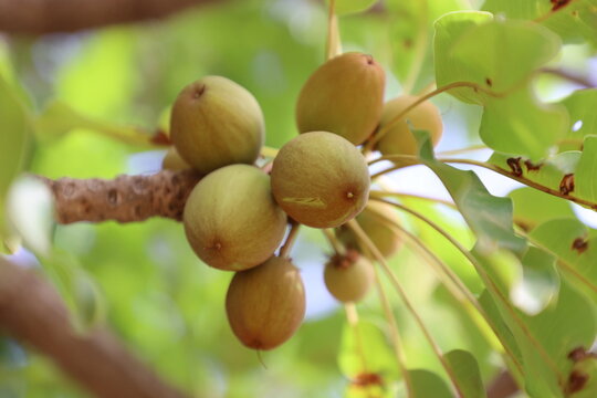 The shea nut, fruit of Vitellaria paradoxa, is a key plant resource in West Africa. Its kernel is primarily processed into butter, a product highly valued in cosmetics for its moisturizing properties 