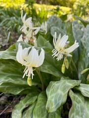 Fototapeta premium Blooming Erythronium californicum White Beauty Pagoda.Californian fawn lily,bulb plant,spring flowering,garden design,natural pattern,first bloomers,spring growth.natural background
