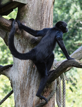 a spider monkey known for its long limbs and prehensile tail