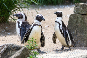 Fototapeta premium Photo of three entertaining penguins.
