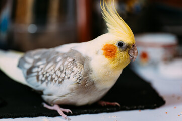 Fototapeta premium A detailed close-up shot of a cockatiel showing its distinct yellow crest, orange cheek patch, and intricate grey and white wing feathers resting on a table