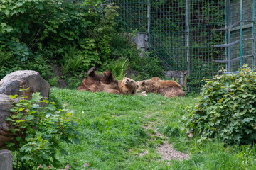 Two brown bears are playing in the grass © Anja