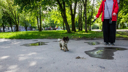Obraz premium black and white Pomeranian puppy standing near its owner, on a leash, open mouth, panting, puddles on the asphalt, green grass,