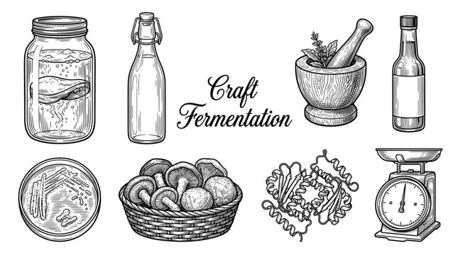 Craft Fermentation Vintage Engraving Vector Set with Scoby, Mushrooms, Mortar and Pestle, and Laboratory Equipment