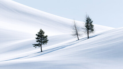 Obraz premium Snow-Covered Pine Trees on a Mountain Slope