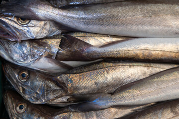 Fototapeta premium Fresh raw silver hake fish stacked neatly on top of each other at a fishmonger shop, healthy cooking ingredients, seafood industry.