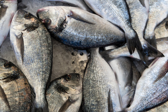 Fresh uncooked gilt-head sea bream fish lying closely together on crushed ice at a market, seafood background concept, raw ingredients.