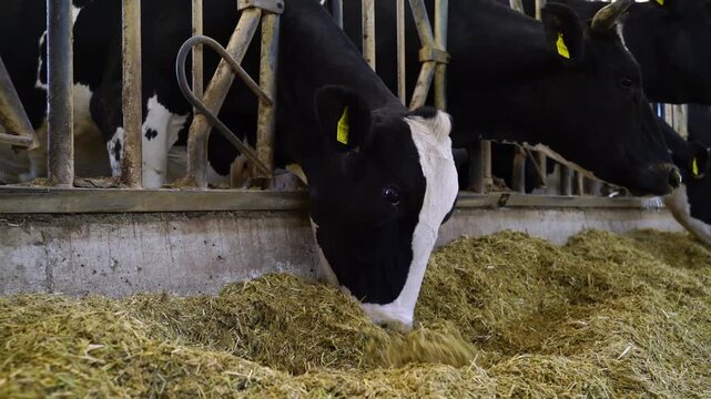 Stock video footage of Holstein dairy cows feeding on mixed fodder in a modern barn; cattle breeding and milk production in an industrial farm setting.