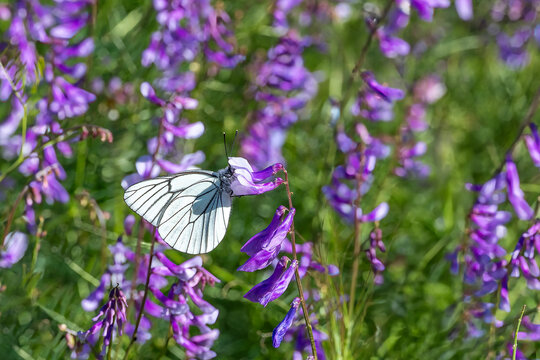 
Pieridae / Alı&ccedil; Kelebeği / Black-veined White / Aporia crataegi