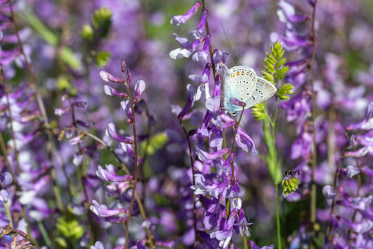Lycaenidae / &Ccedil;okg&ouml;zl&uuml; Mavi / Common Blue / Polyommatus icarus