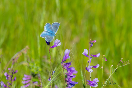 Lycaenidae / &Ccedil;okg&ouml;zl&uuml; Mavi / Common Blue / Polyommatus icarus