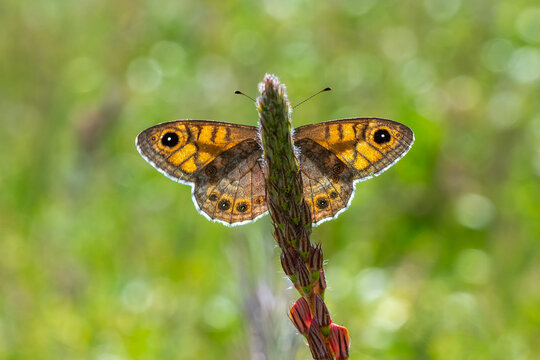 
Satyridae / K&uuml;&ccedil;&uuml;k Esmerboncuk / Wall Brown / Lasiommata megera	
