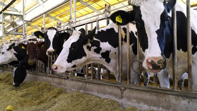 Stock video footage of Holstein dairy cows feeding on mixed fodder in a modern barn; cattle breeding and milk production in an industrial farm setting.
