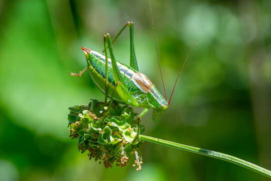 grasshopper on a leaf