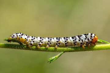 Fototapeta premium caterpillar on a leaf