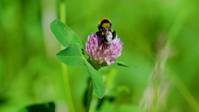 Closeup of garden bumblebee (Bombus hortorum) that feeds on nectar of the red clover (Trifolium pratense),