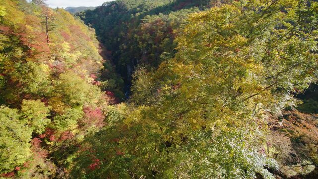 紅葉の名所 秋の鳴子峡の風景　Autumn scenery of Naruko Gorge, a famous spot for autumn foliage.
