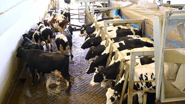 Stock video footage of cows entering the milking parlor queue in a modern dairy farm; automatic barrier system, cattle management, and milk production in industrial facilities.