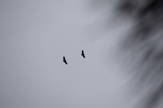 vulture gliding under gray clouded sky with bokeh leaves background