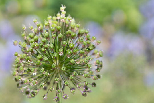 Close-up of the withered bulb of an ornamental onion flower. Water droplets cling to the fruit bodies. The background is purple and green.